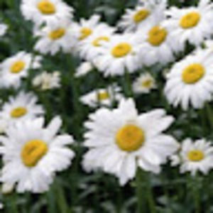 Meet your Posher, Fizah